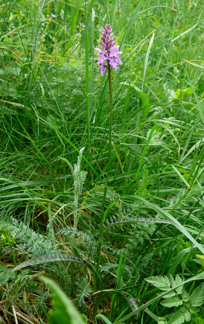 Dactylorhiza maculata ssp. fuchsii ?